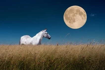 טיול סוסים רומנטי בליל ירח